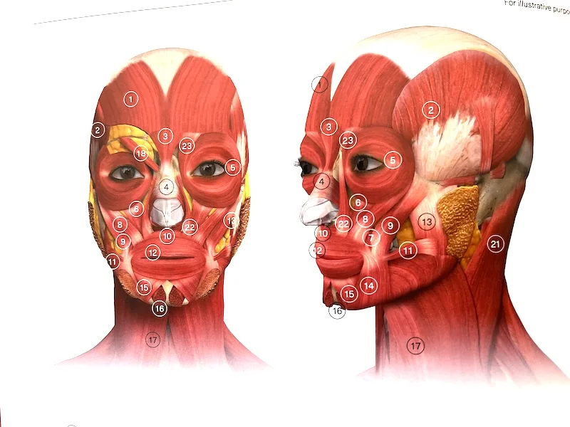 Facial muscle balance diagram for personalized Botox treatment