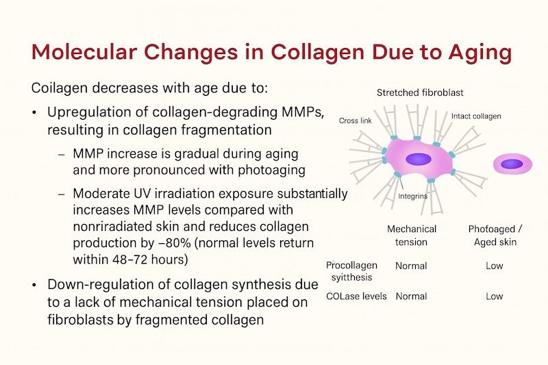 Fibroblast aging and collagen loss diagram Diagram showing collagen and fibroblast decline in mature skin